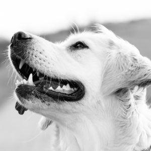 conseils et suivi de votre animal