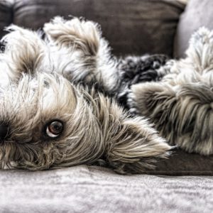 4 pat confort et santé