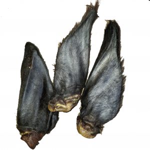 Oreille de boeuf avec poils et pavillon