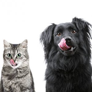 Alimentation chiens et chats